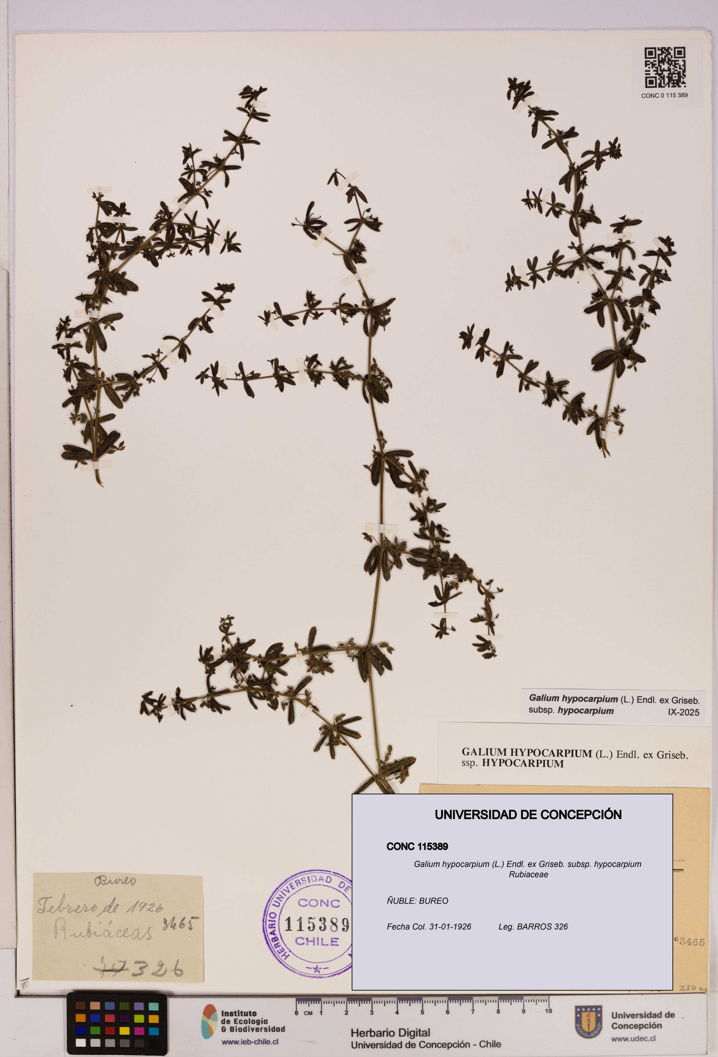 Galium hypocarpium subsp. hypocarpium [Espécimen: UDEC:CONC:0115389]