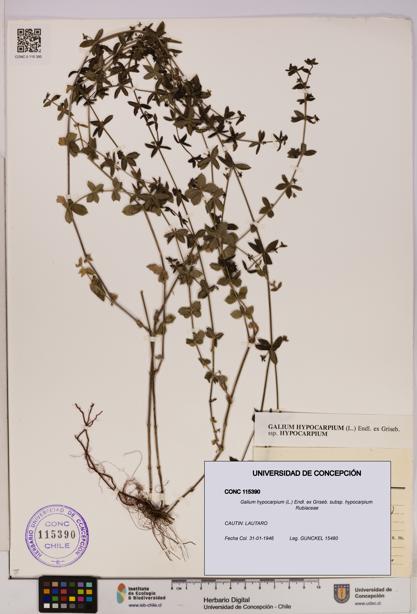 Galium hypocarpium subsp. hypocarpium [Espécimen: UDEC:CONC:0115390]
