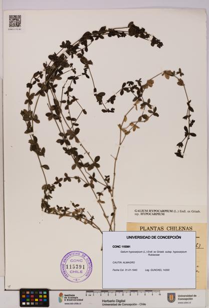 Galium hypocarpium subsp. hypocarpium [Espécimen: UDEC:CONC:0115391]