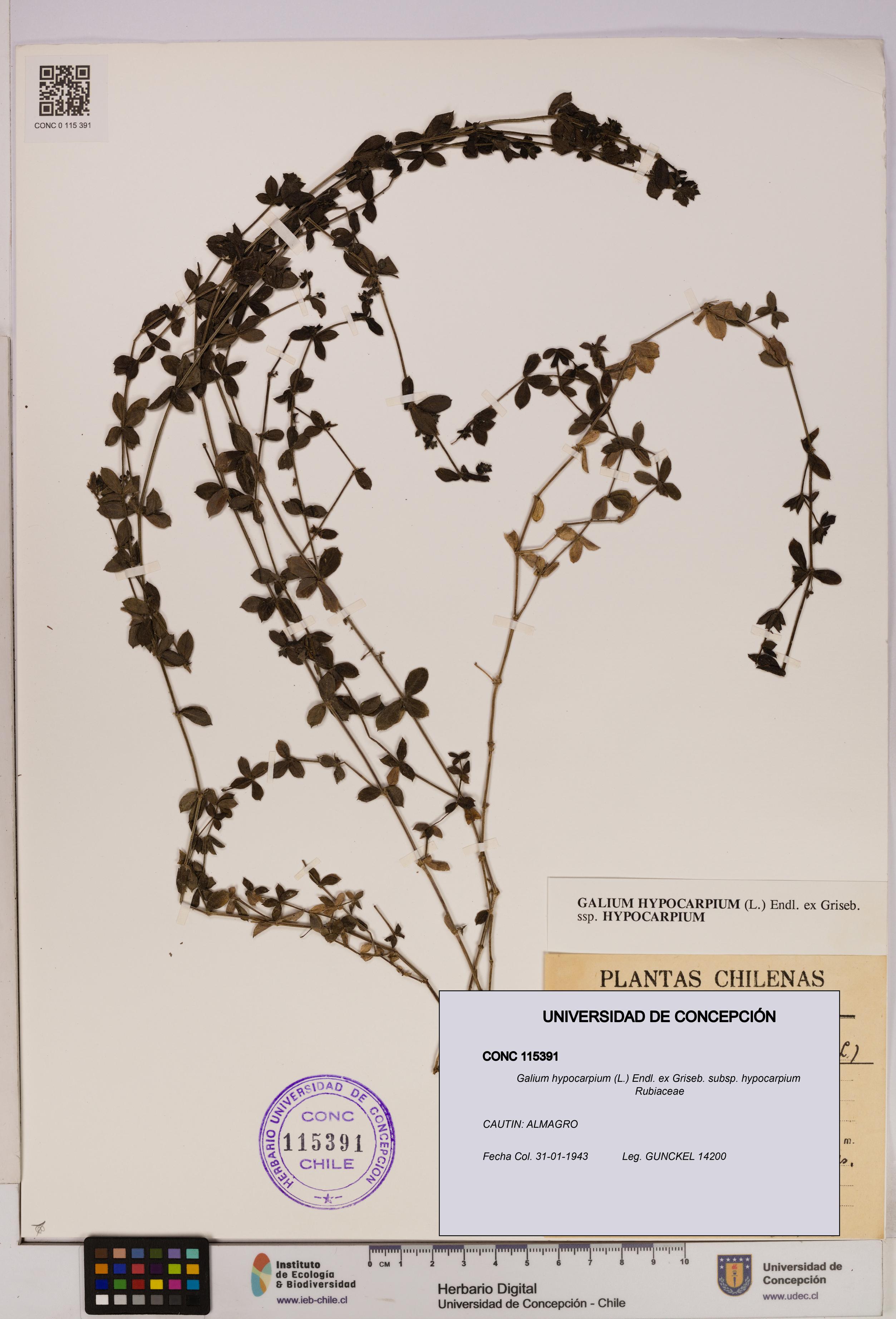 Galium hypocarpium subsp. hypocarpium [Espécimen: UDEC:CONC:0115391]