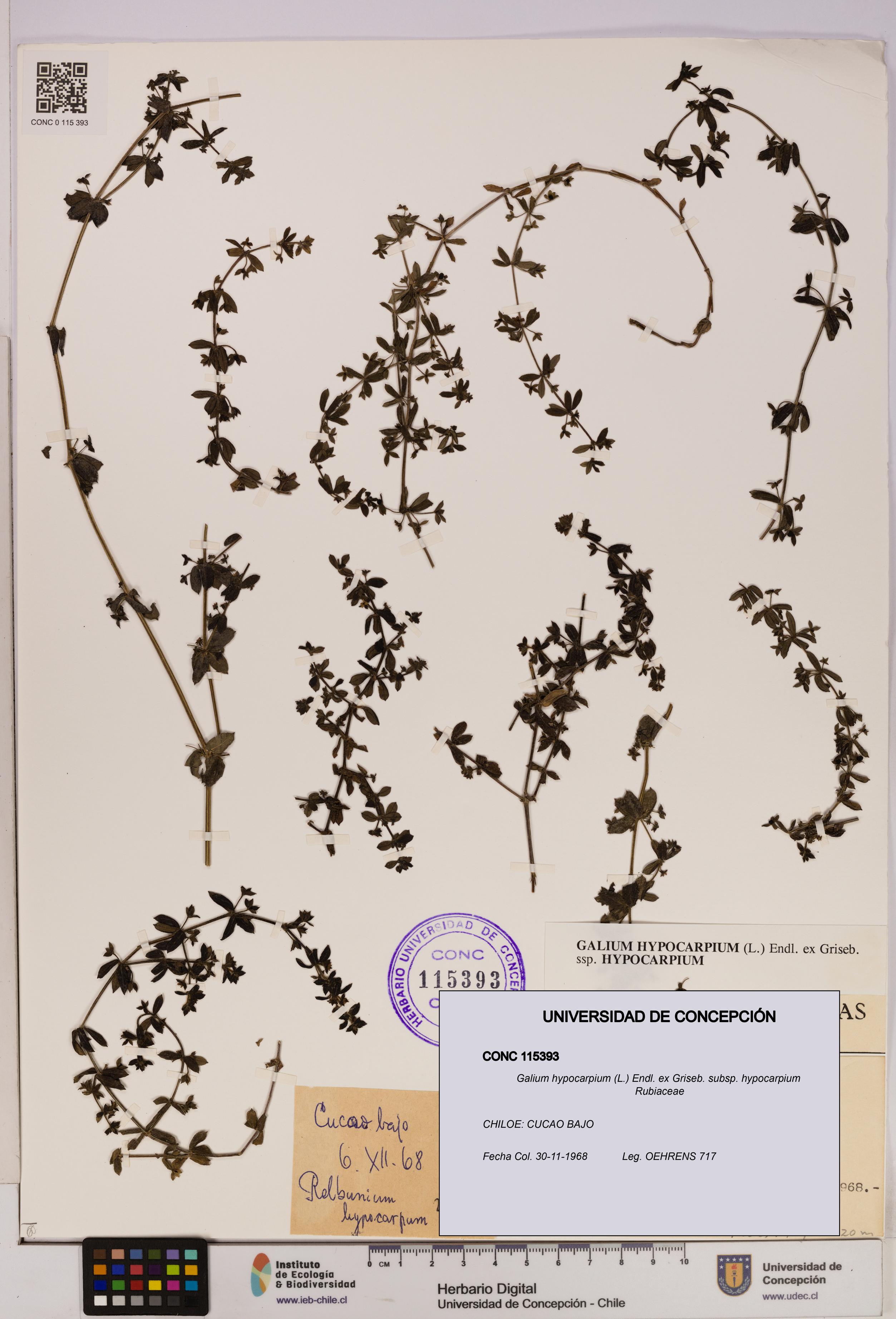 Galium hypocarpium subsp. hypocarpium [Espécimen: UDEC:CONC:0115393]
