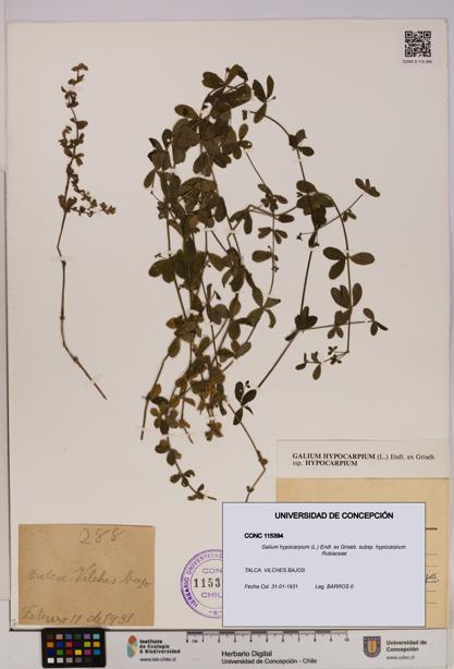 Galium hypocarpium subsp. hypocarpium [Espécimen: UDEC:CONC:0115394]