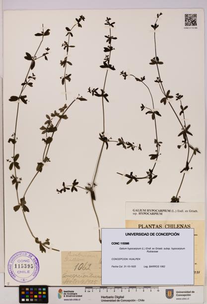 Galium hypocarpium subsp. hypocarpium [Espécimen: UDEC:CONC:0115395]