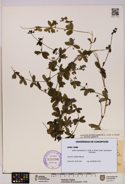 Galium hypocarpium subsp. hypocarpium [Espécimen: UDEC:CONC:0115396]
