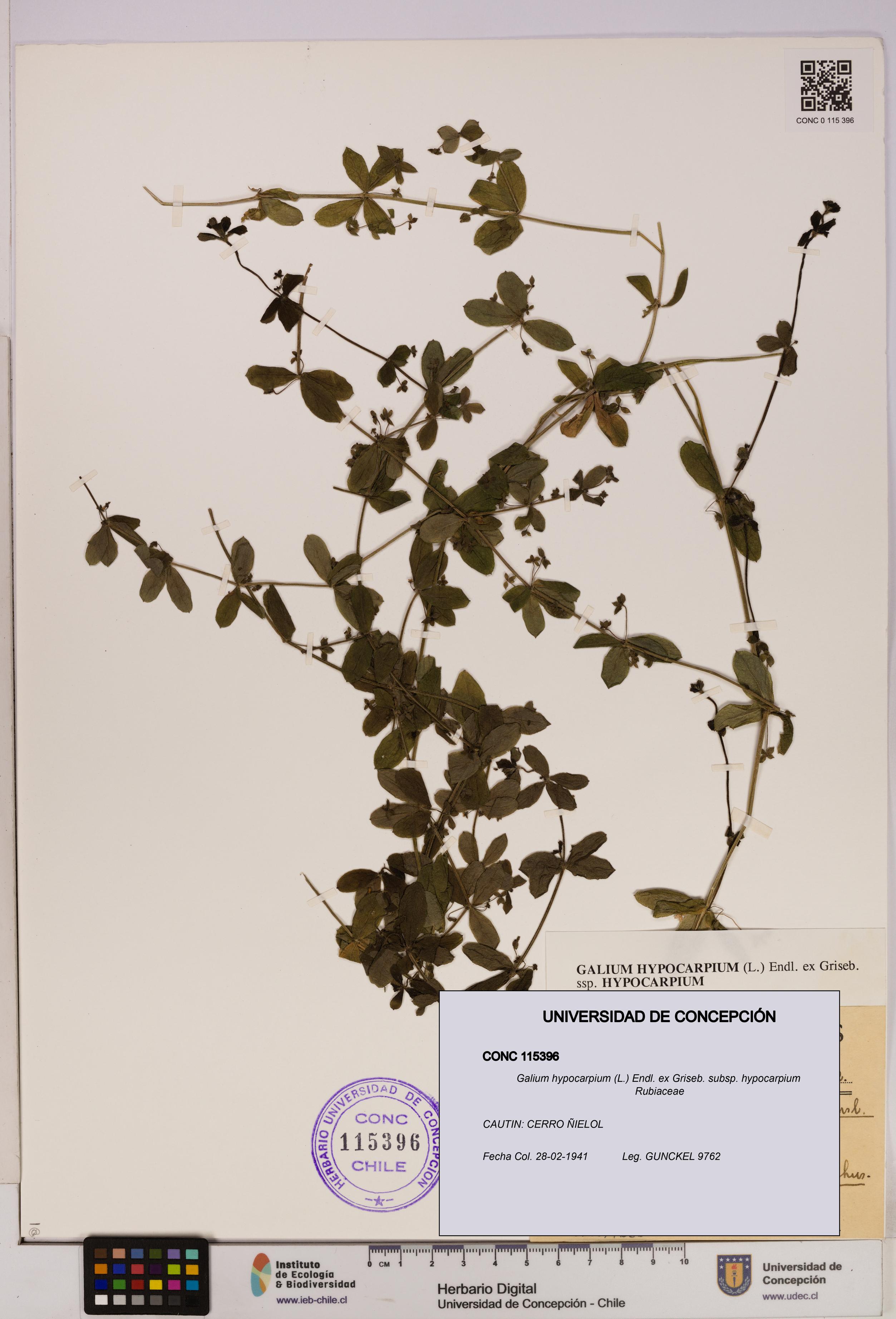 Galium hypocarpium subsp. hypocarpium [Espécimen: UDEC:CONC:0115396]
