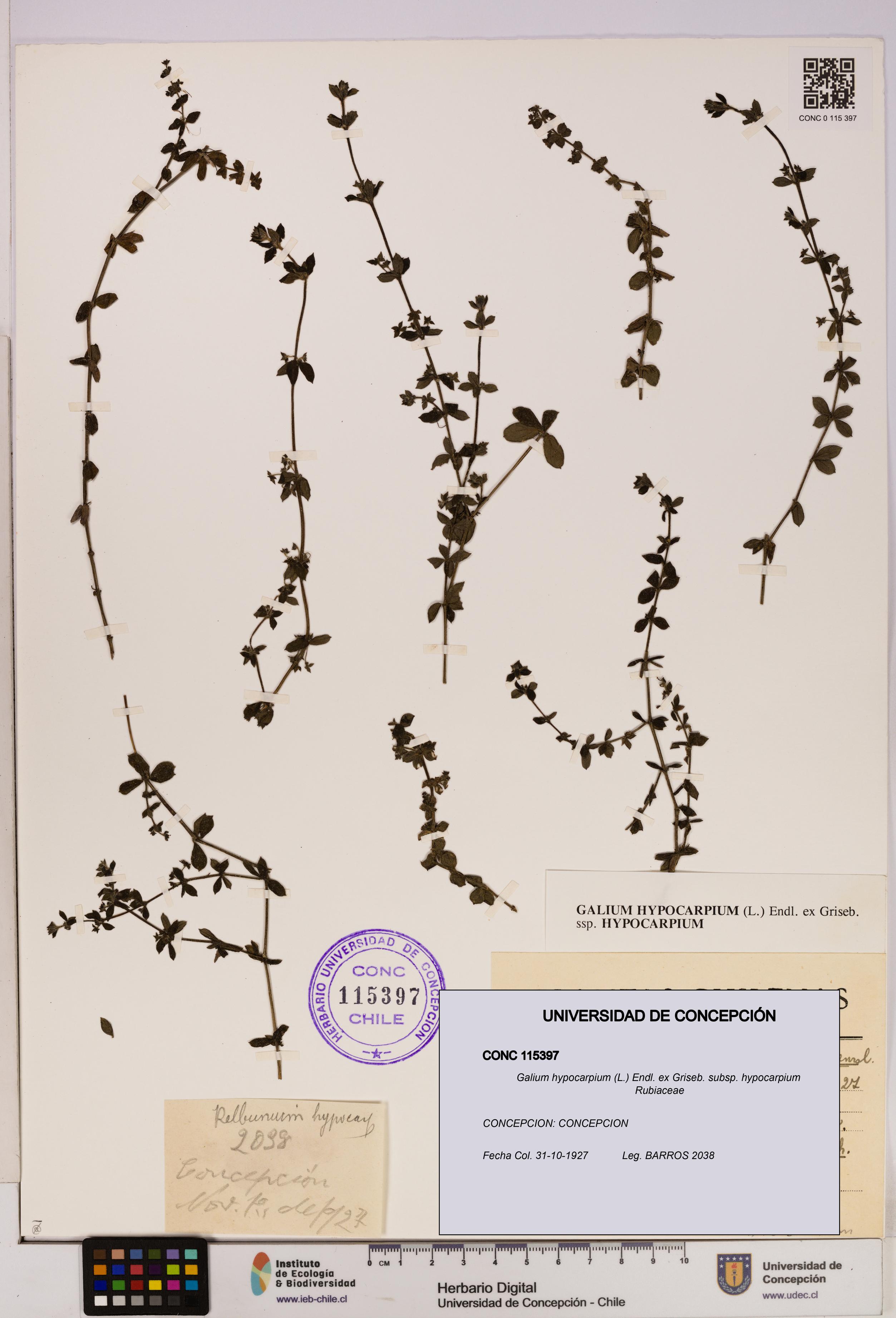 Galium hypocarpium subsp. hypocarpium [Espécimen: UDEC:CONC:0115397]