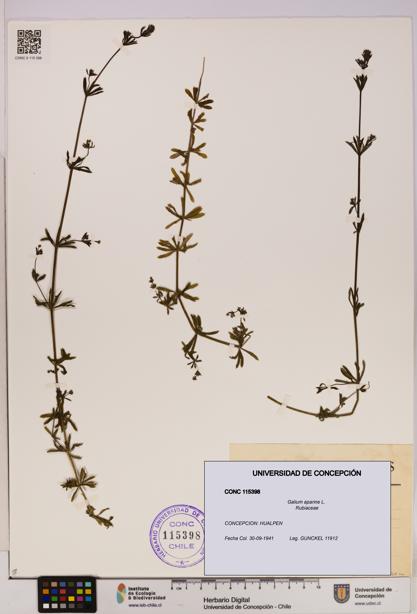 Galium aparine [Espécimen: UDEC:CONC:0115398]