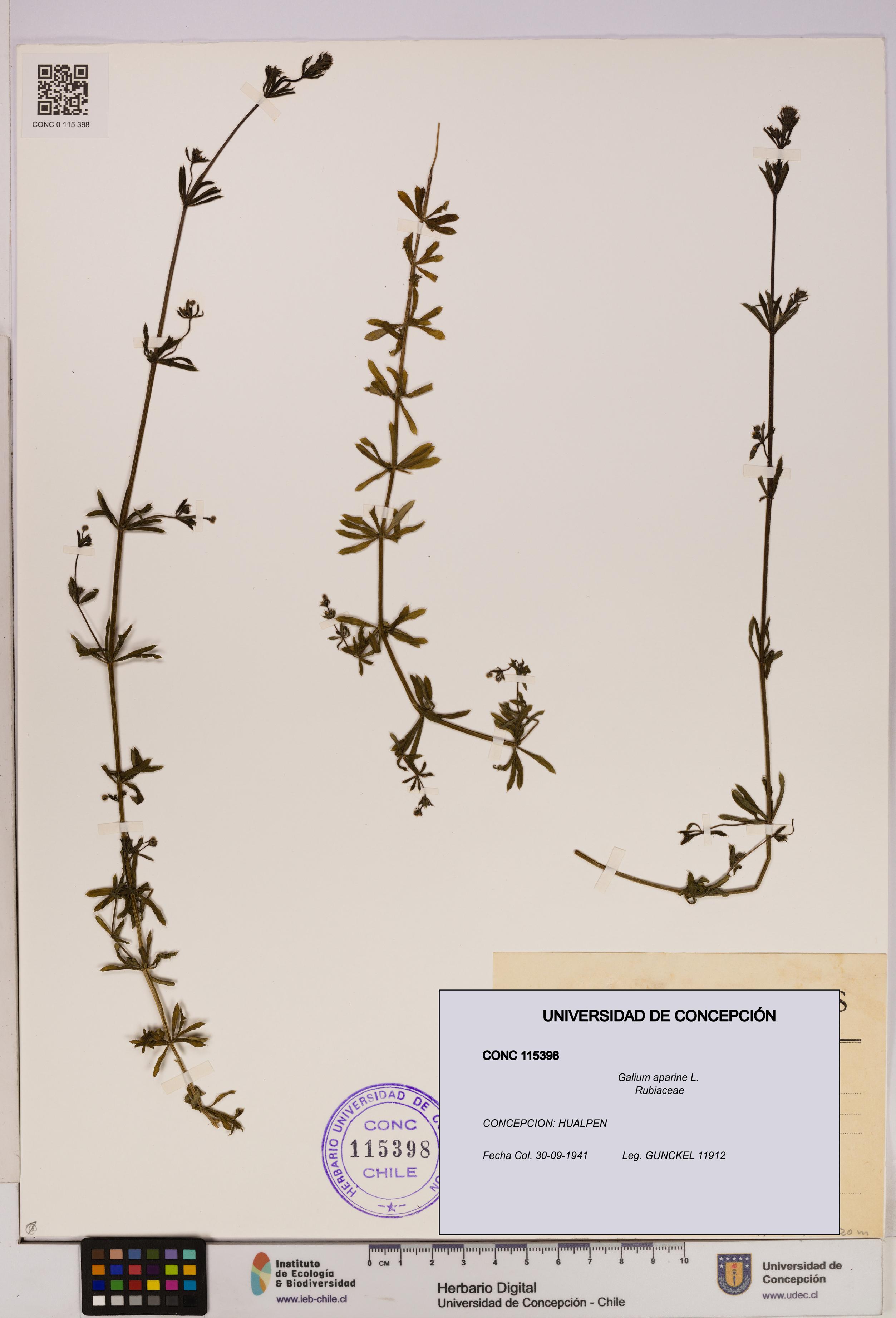 Galium aparine [Espécimen: UDEC:CONC:0115398]