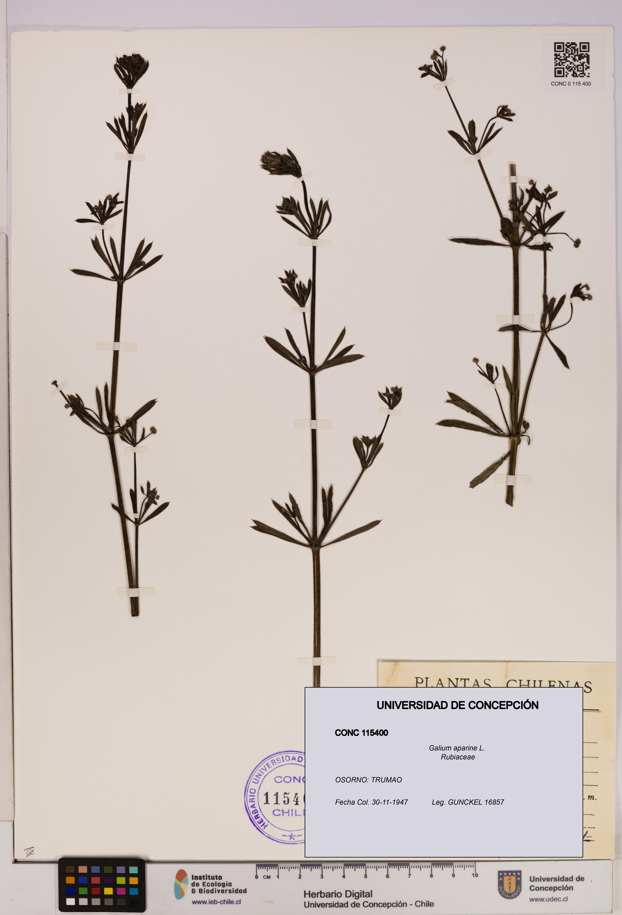 Galium aparine [Espécimen: UDEC:CONC:0115400]