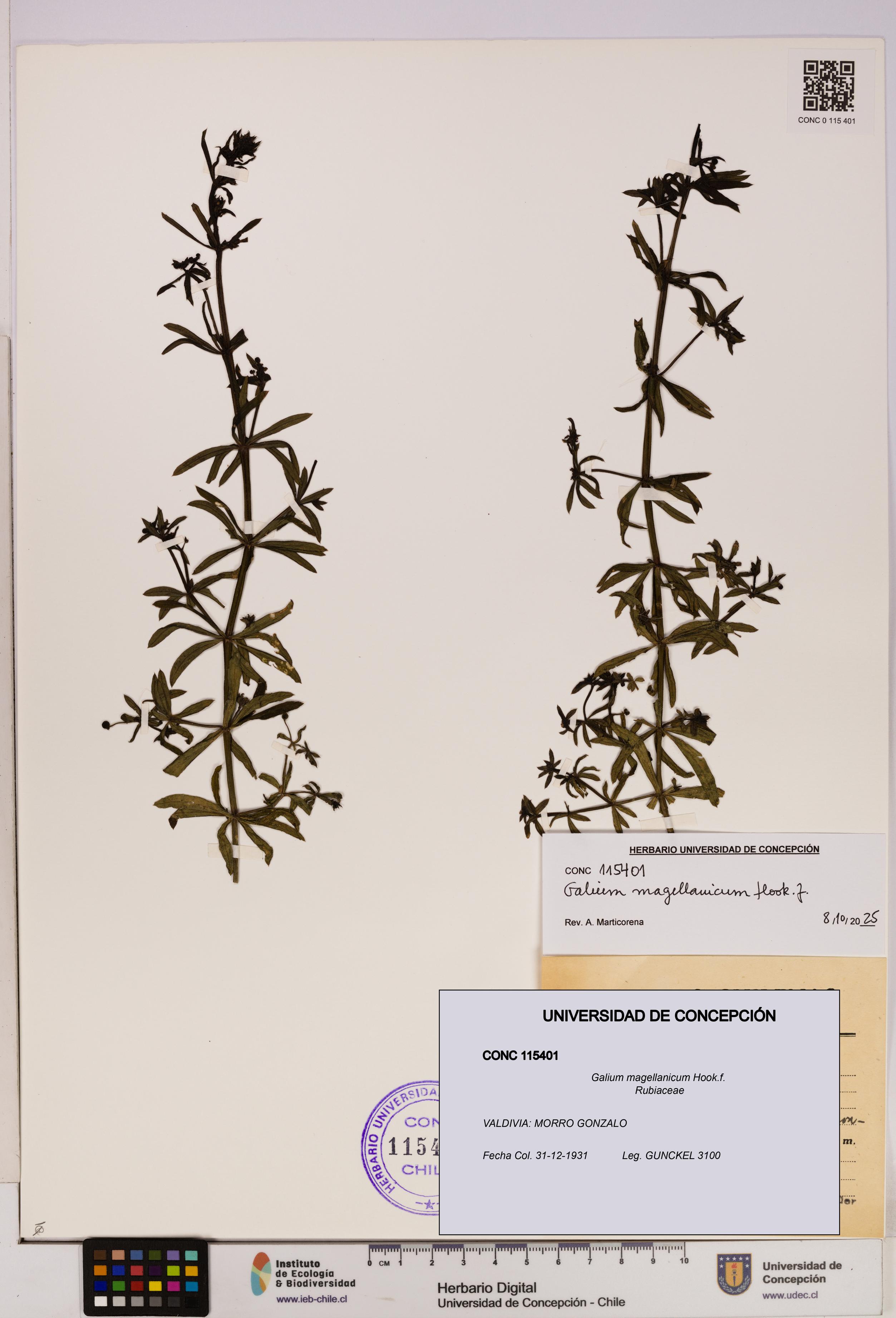 Galium magellanicum [Espécimen: UDEC:CONC:0115401]