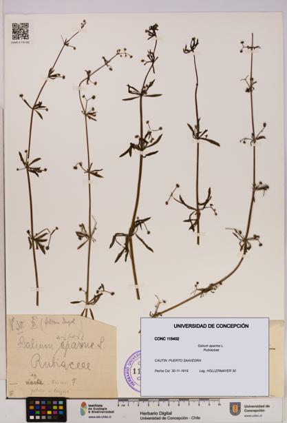 Galium aparine [Espécimen: UDEC:CONC:0115402]