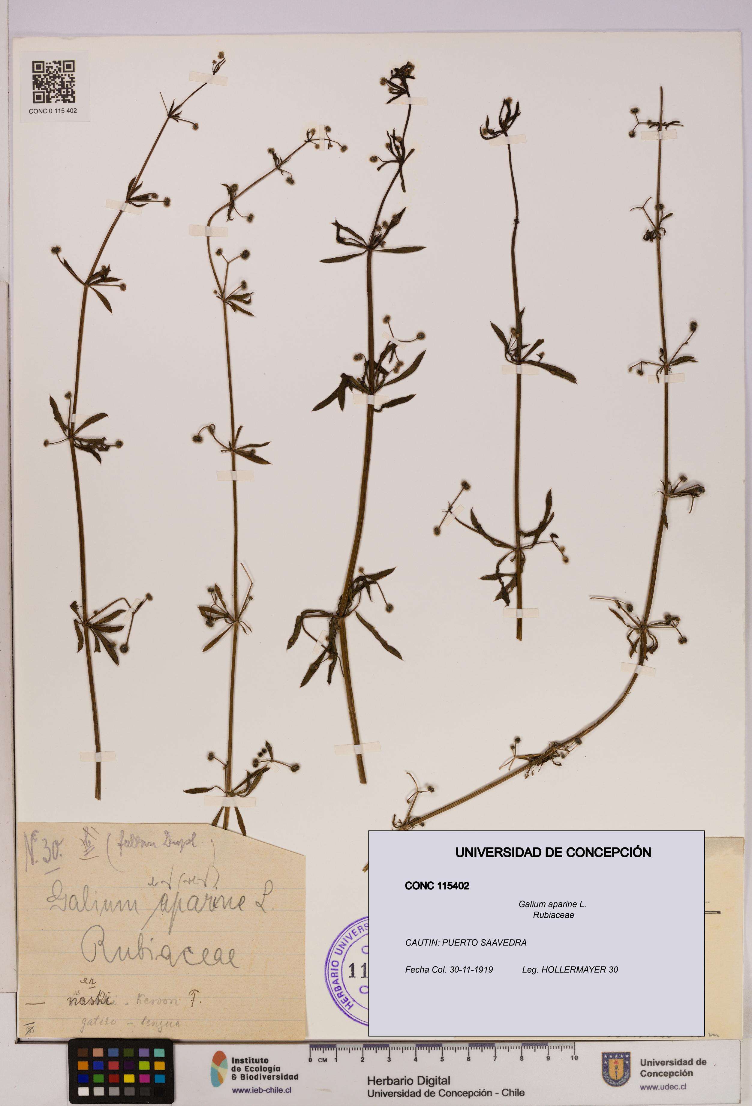 Galium aparine [Espécimen: UDEC:CONC:0115402]