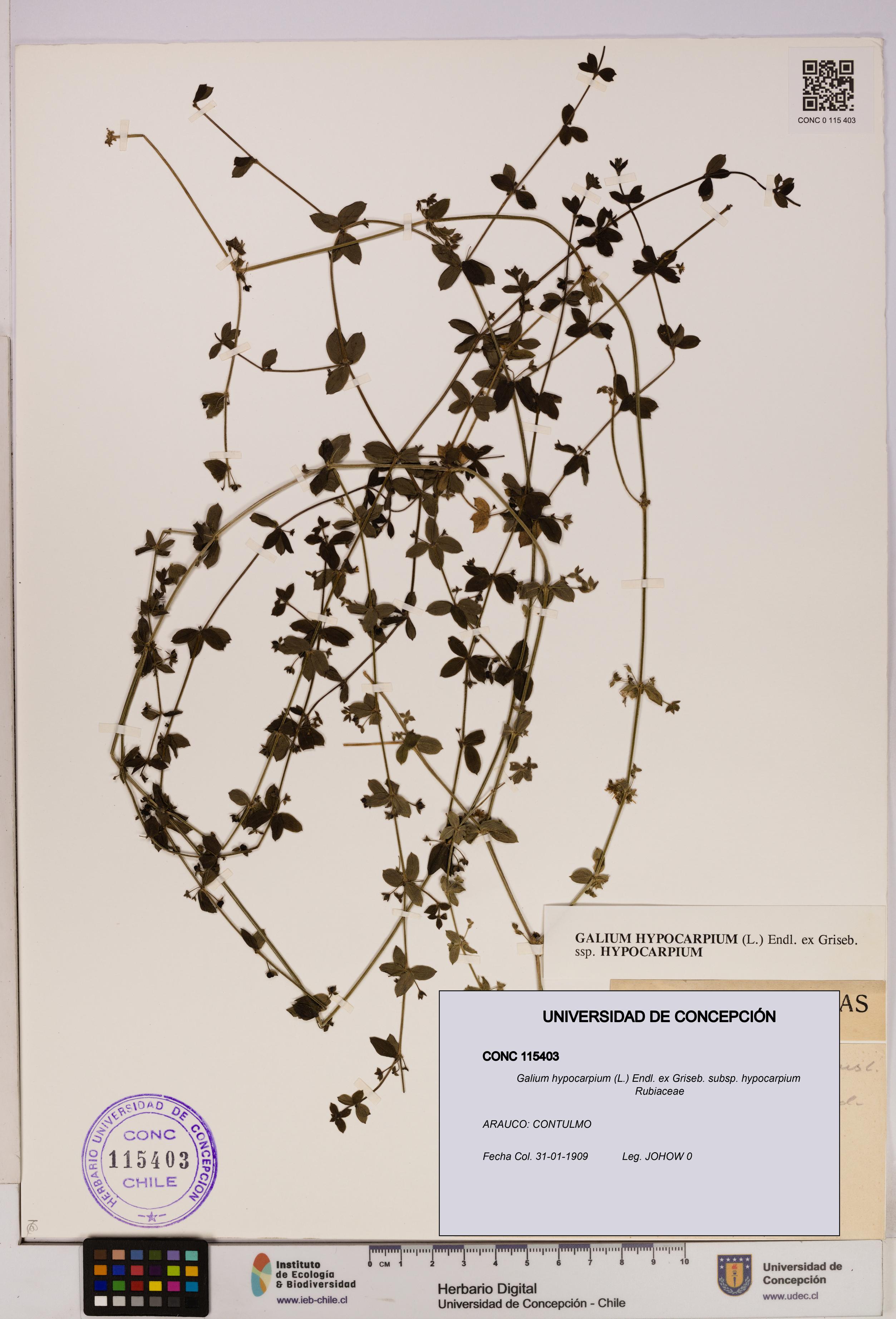 Galium hypocarpium subsp. hypocarpium [Espécimen: UDEC:CONC:0115403]