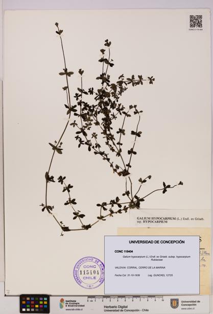 Galium hypocarpium subsp. hypocarpium [Espécimen: UDEC:CONC:0115404]