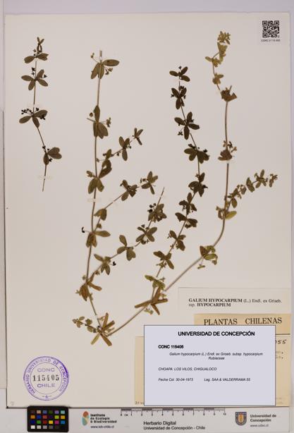 Galium hypocarpium subsp. hypocarpium [Espécimen: UDEC:CONC:0115405]