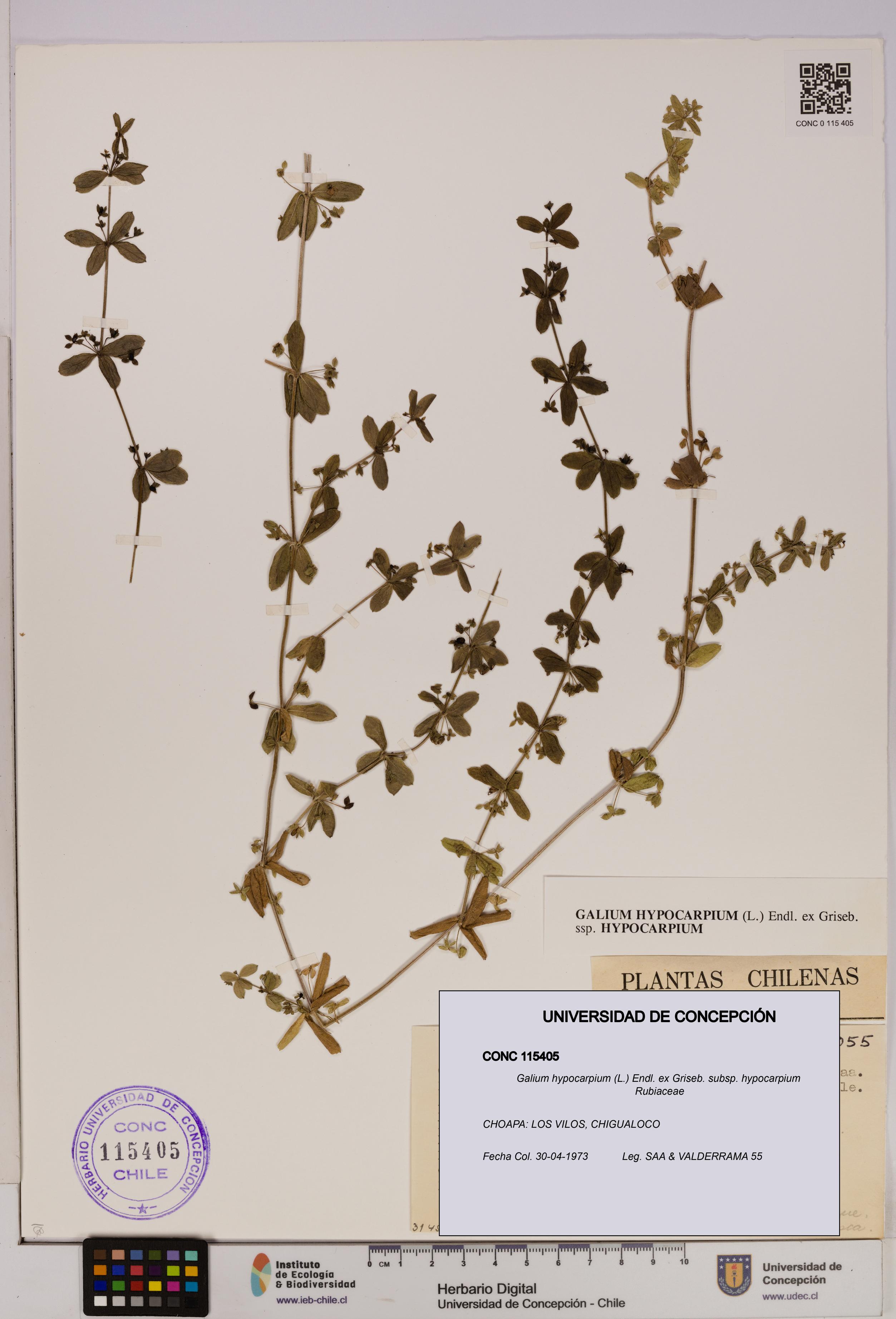 Galium hypocarpium subsp. hypocarpium [Espécimen: UDEC:CONC:0115405]