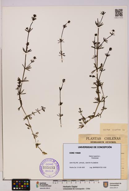 Galium aparine [Espécimen: UDEC:CONC:0115423]