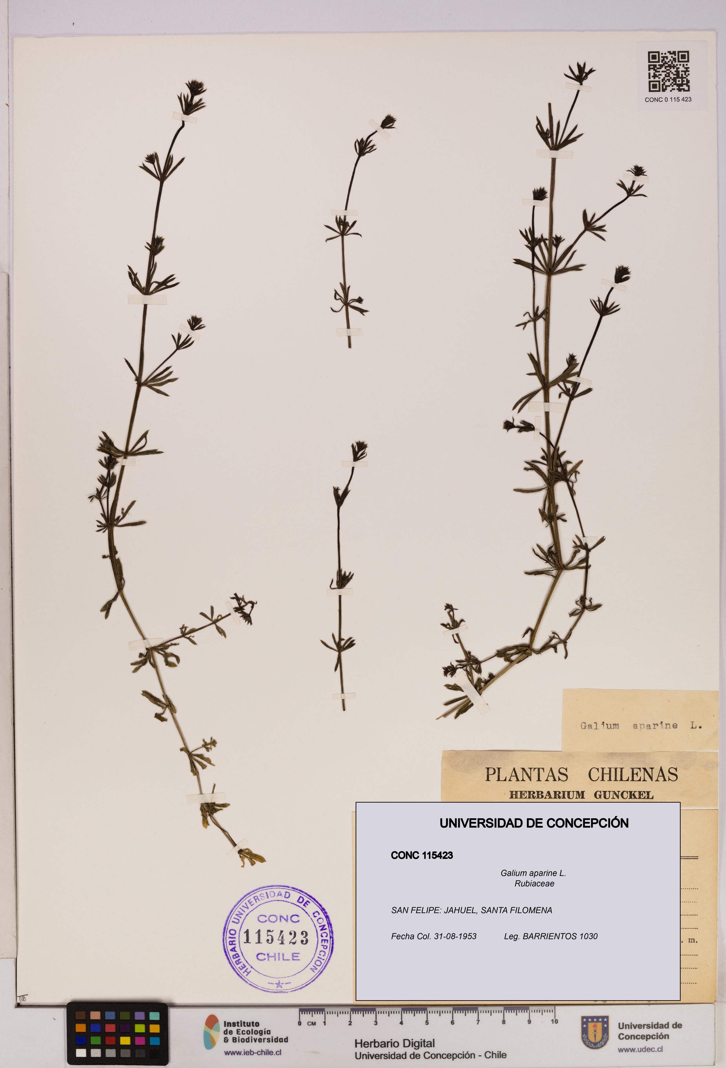 Galium aparine [Espécimen: UDEC:CONC:0115423]