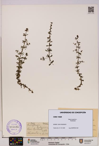 Galium aparine [Espécimen: UDEC:CONC:0115425]