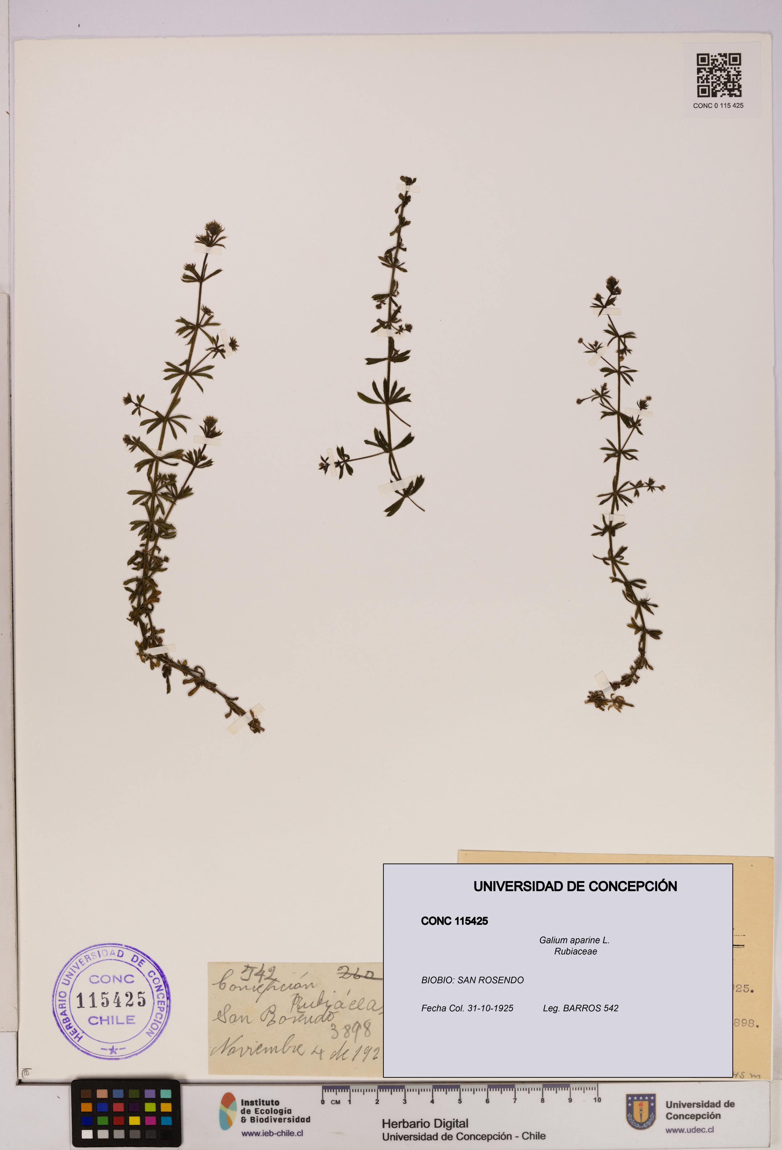 Galium aparine [Espécimen: UDEC:CONC:0115425]