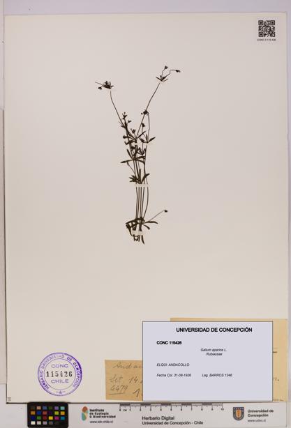 Galium aparine [Espécimen: UDEC:CONC:0115426]