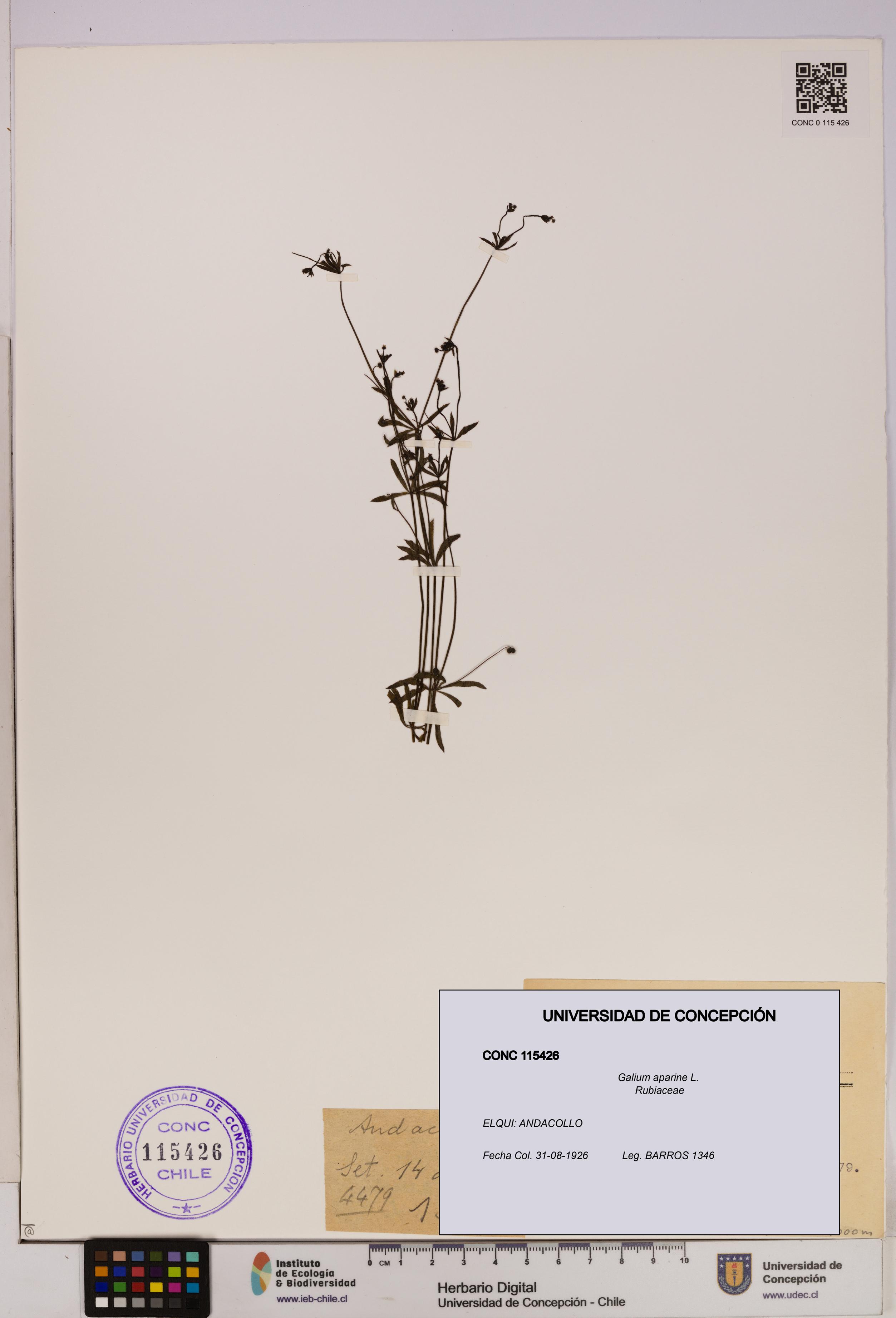 Galium aparine [Espécimen: UDEC:CONC:0115426]