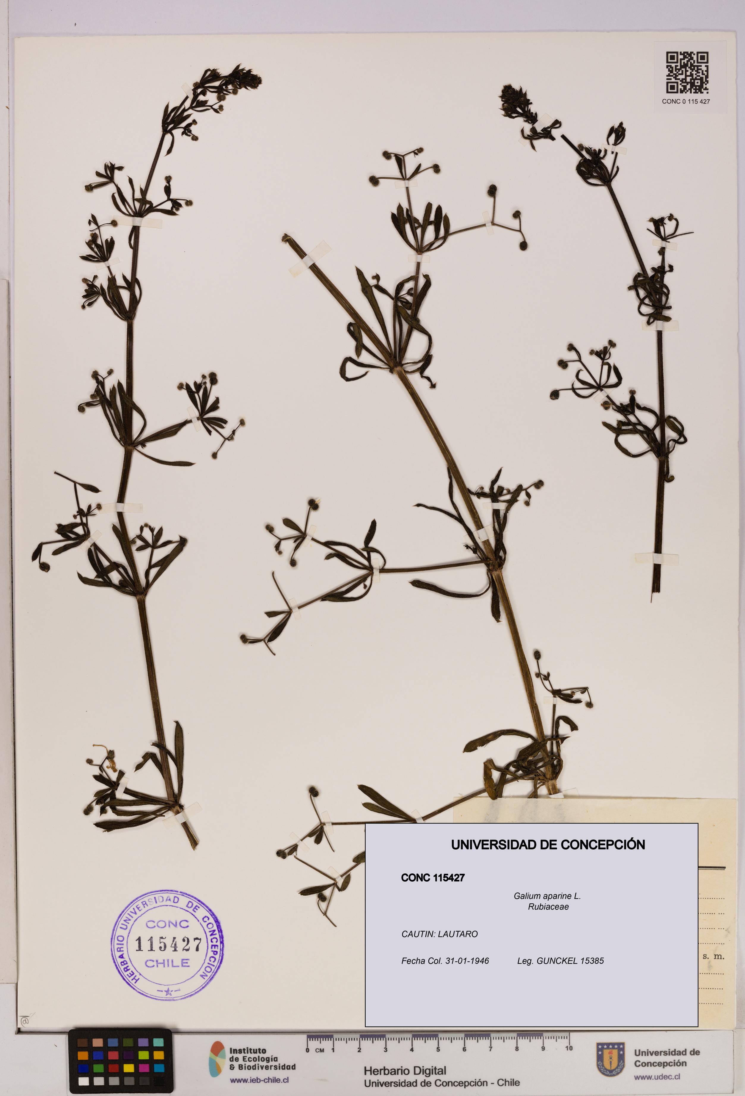 Galium aparine [Espécimen: UDEC:CONC:0115427]