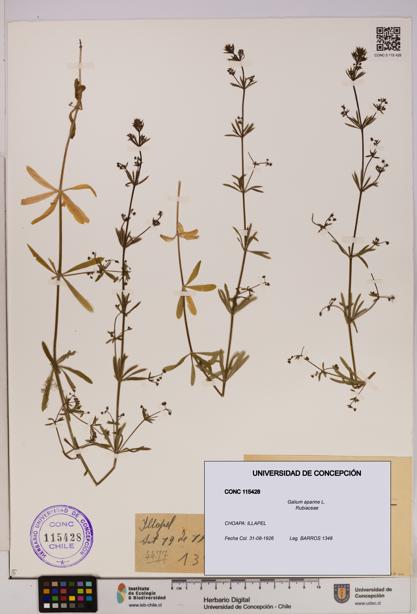 Galium aparine [Espécimen: UDEC:CONC:0115428]