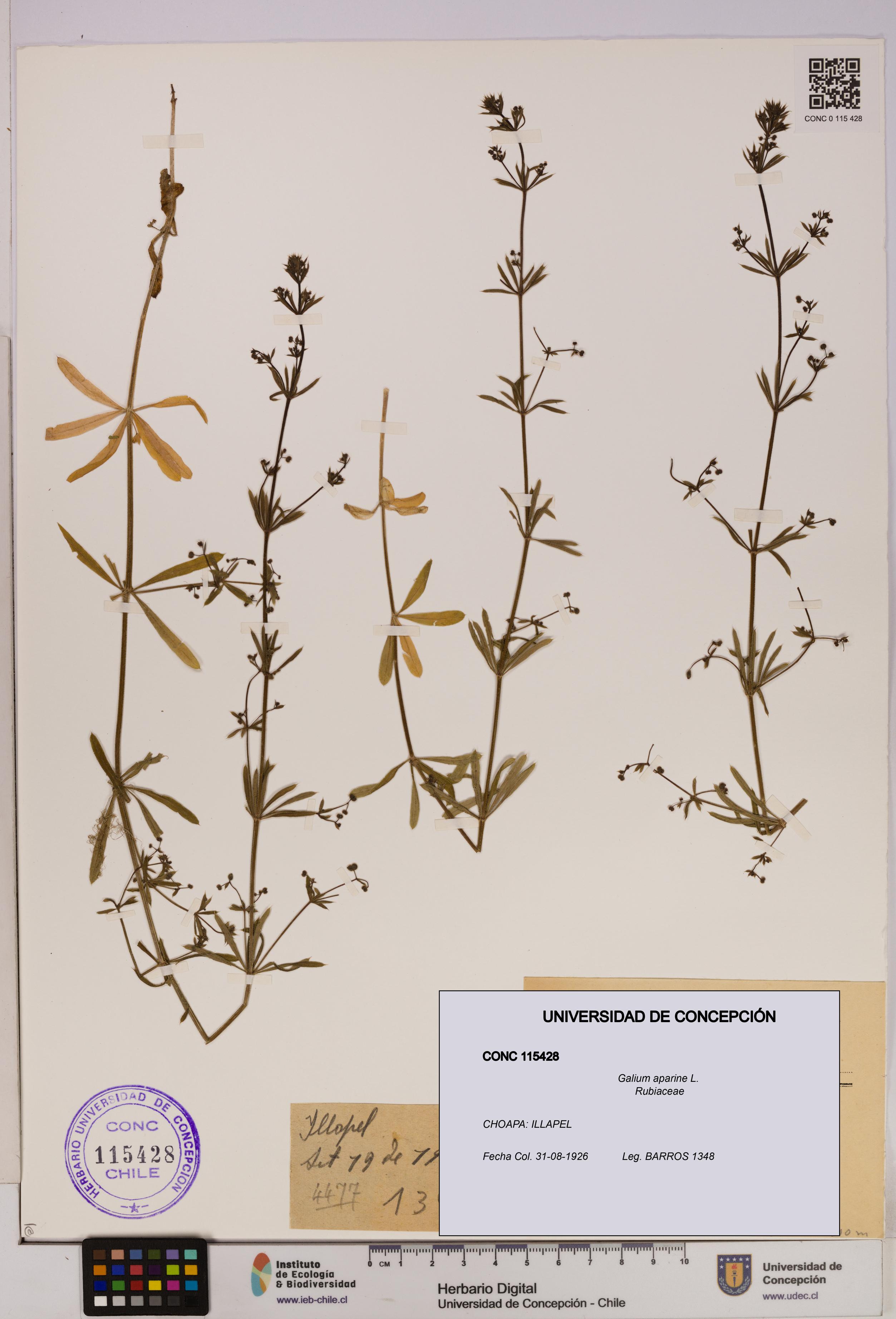 Galium aparine [Espécimen: UDEC:CONC:0115428]