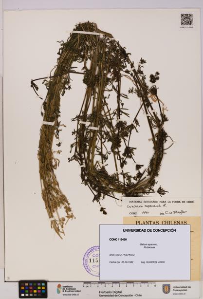 Galium aparine [Espécimen: UDEC:CONC:0115430]