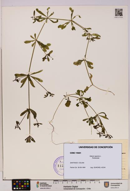 Galium aparine [Espécimen: UDEC:CONC:0115431]