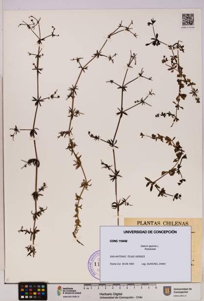 Galium aparine [Espécimen: UDEC:CONC:0115432]