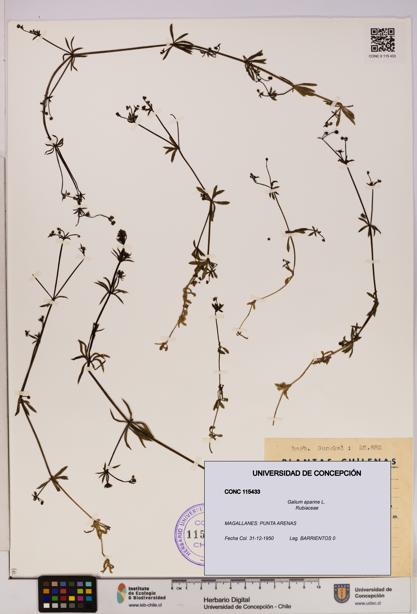 Galium aparine [Espécimen: UDEC:CONC:0115433]