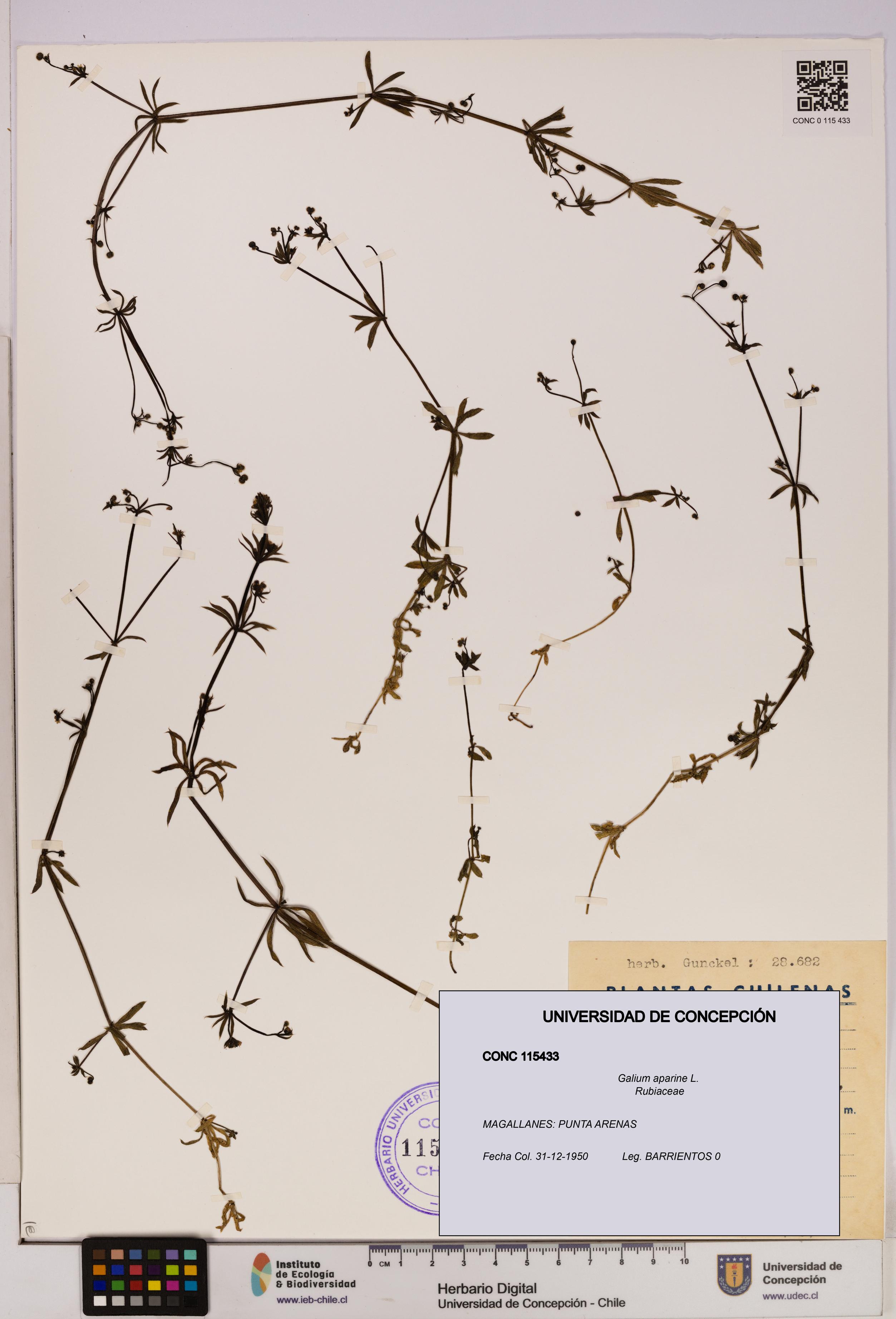 Galium aparine [Espécimen: UDEC:CONC:0115433]