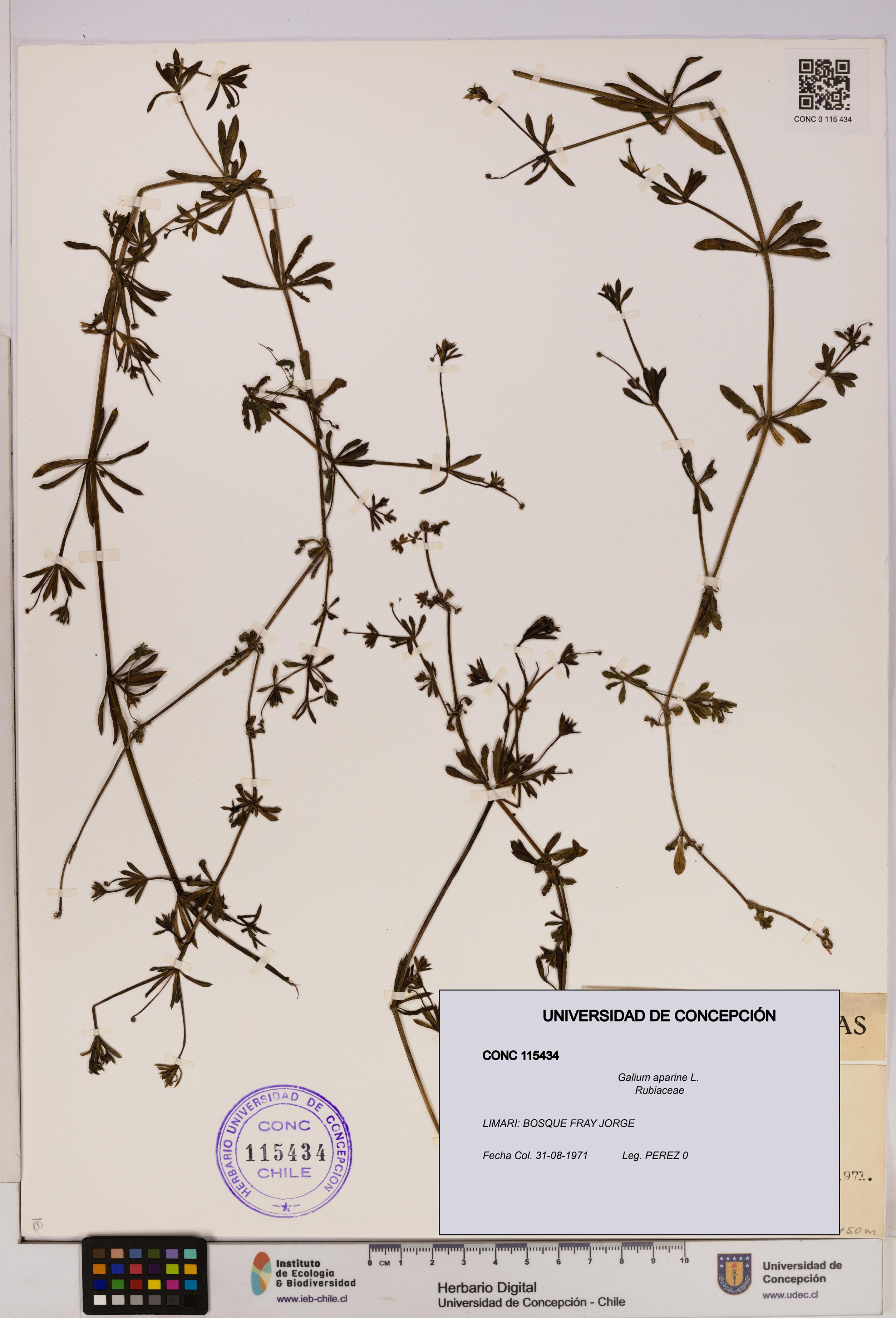 Galium aparine [Espécimen: UDEC:CONC:0115434]