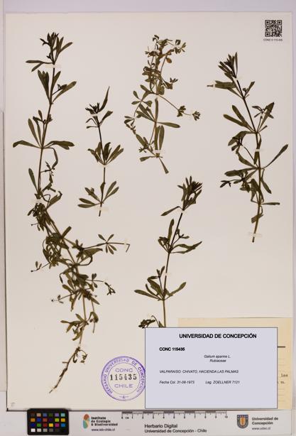 Galium aparine [Espécimen: UDEC:CONC:0115435]