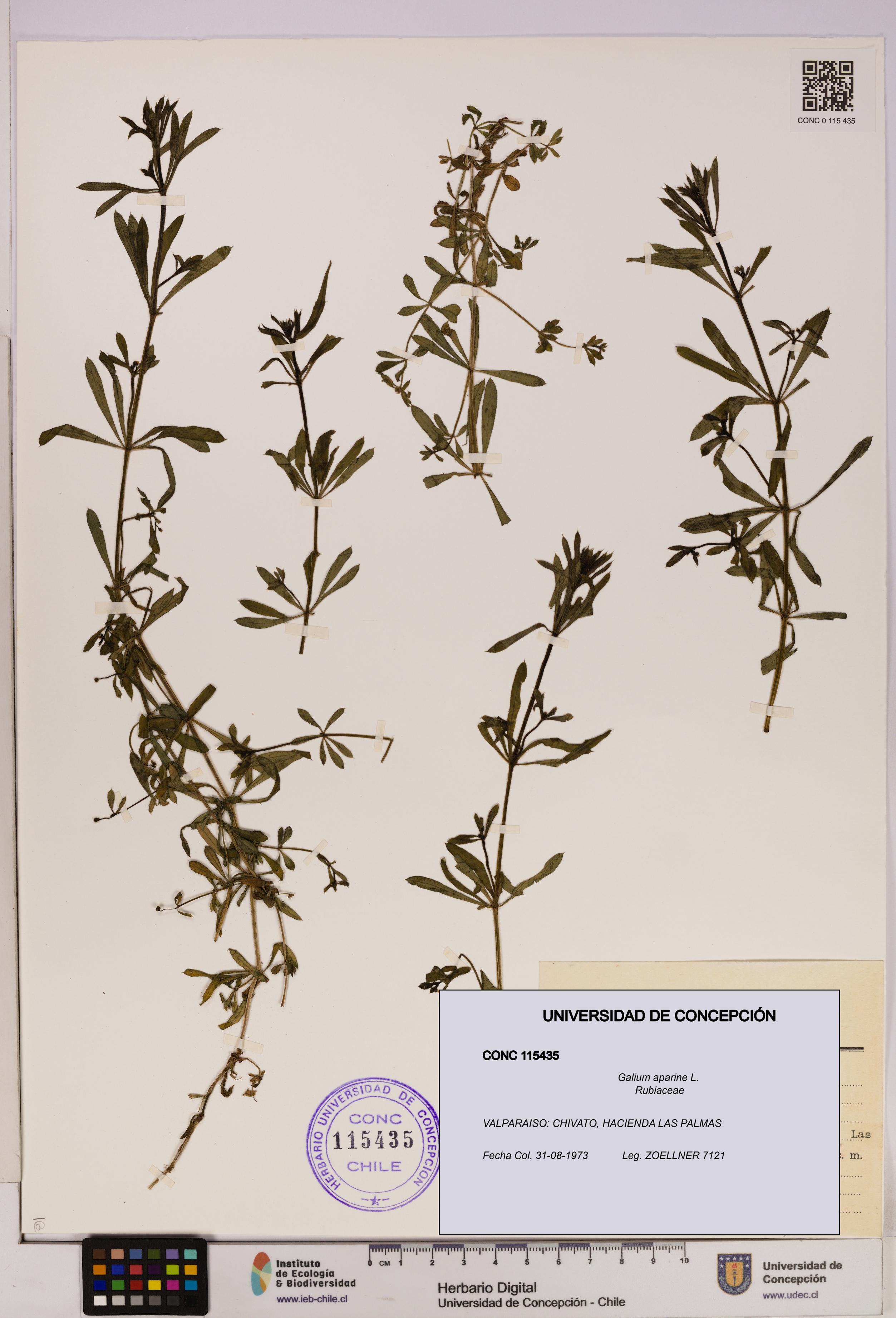 Galium aparine [Espécimen: UDEC:CONC:0115435]