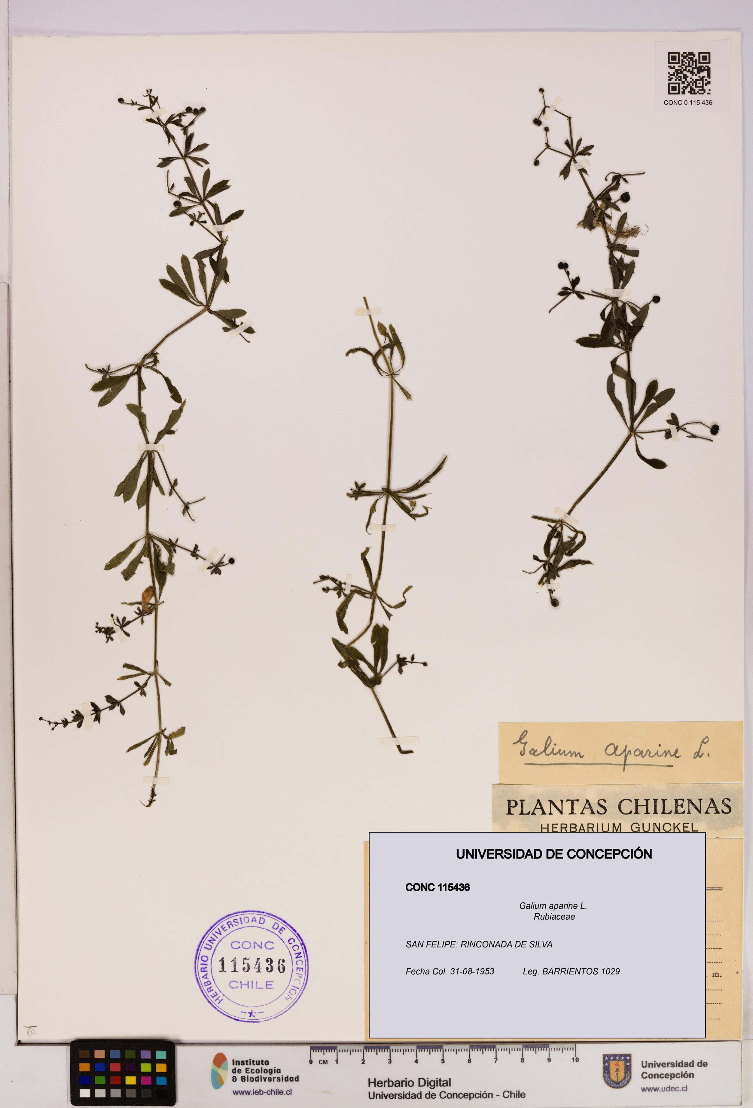Galium aparine [Espécimen: UDEC:CONC:0115436]