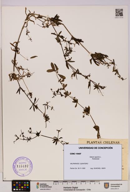 Galium aparine [Espécimen: UDEC:CONC:0115437]