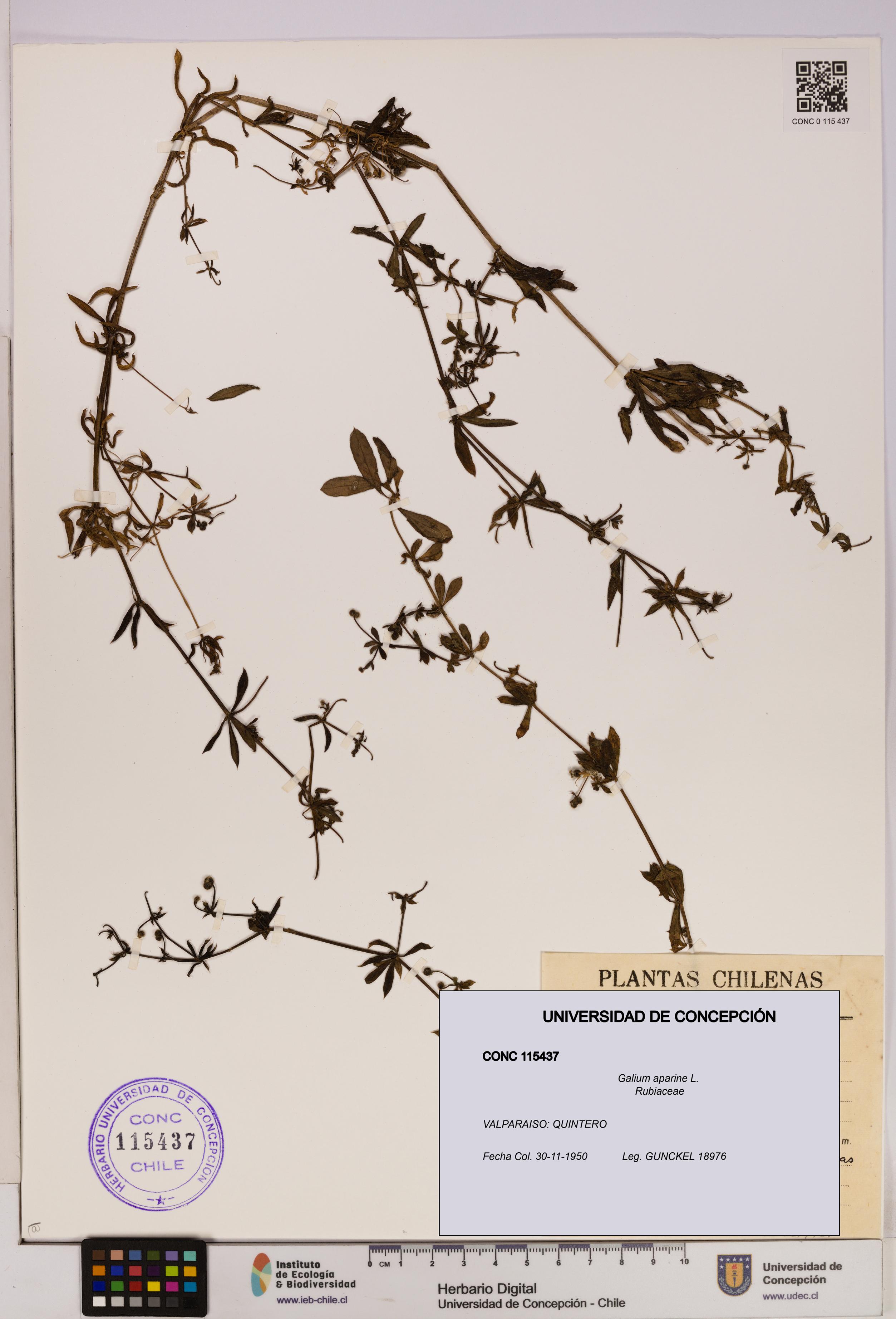 Galium aparine [Espécimen: UDEC:CONC:0115437]