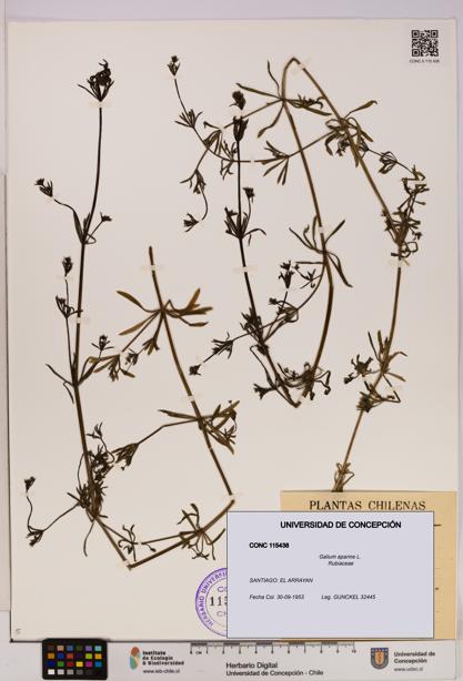 Galium aparine [Espécimen: UDEC:CONC:0115438]
