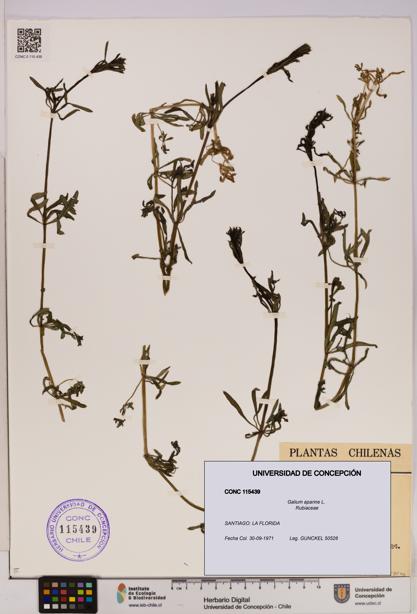 Galium aparine [Espécimen: UDEC:CONC:0115439]