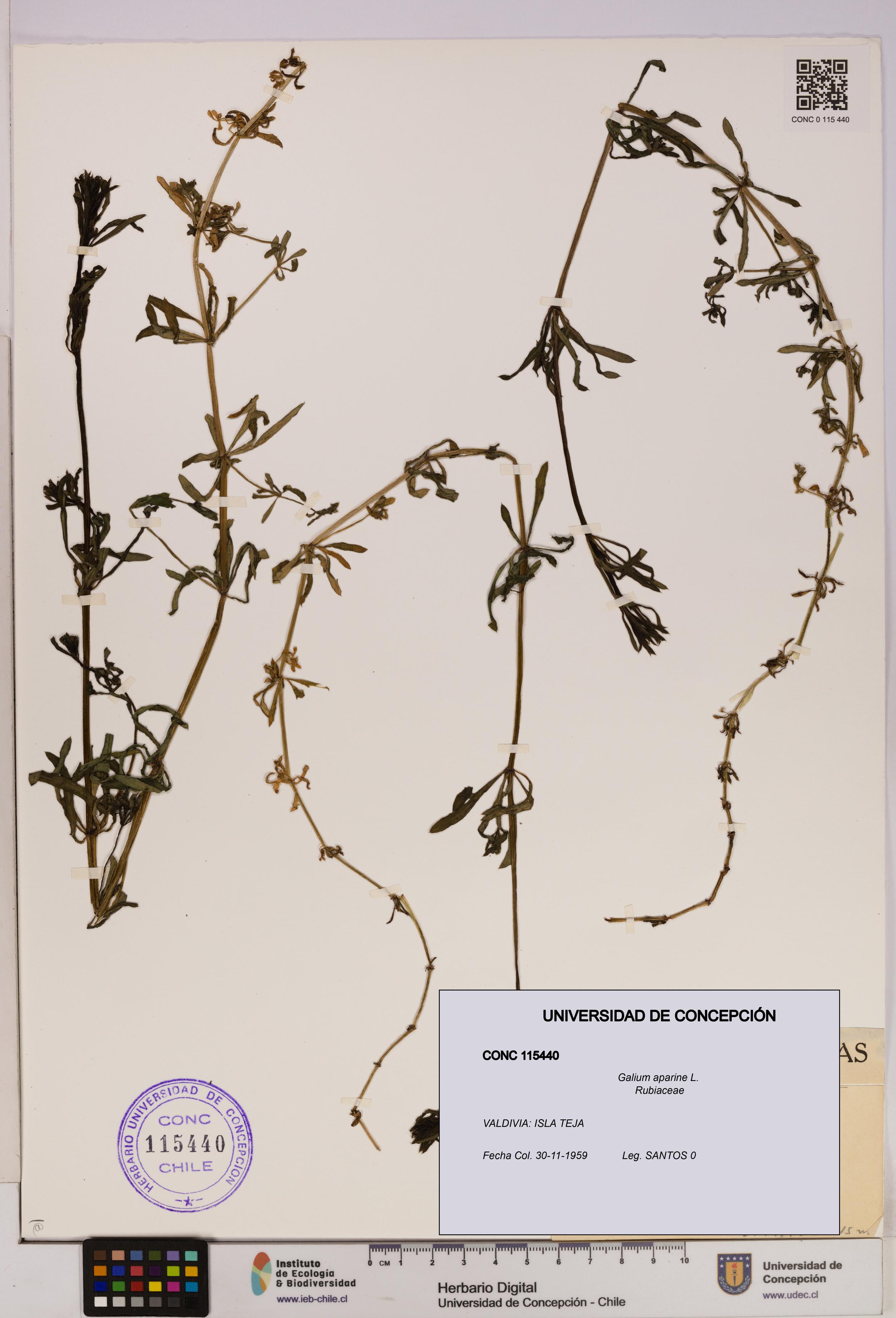 Galium aparine [Espécimen: UDEC:CONC:0115440]