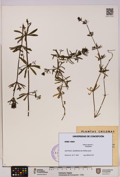 Galium aparine [Espécimen: UDEC:CONC:0115441]