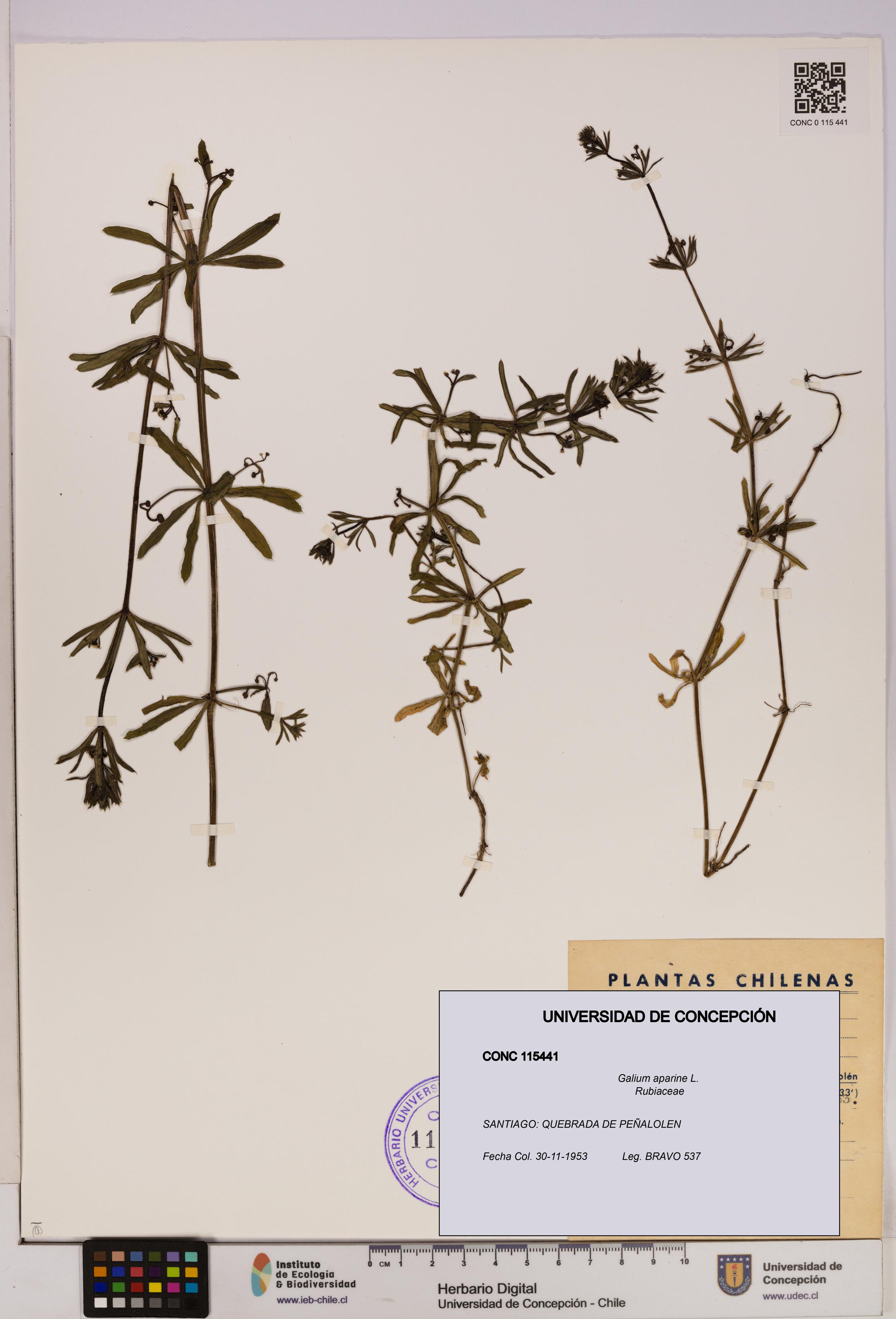 Galium aparine [Espécimen: UDEC:CONC:0115441]