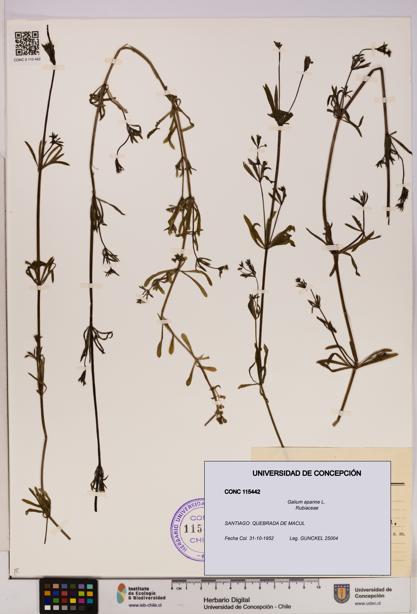 Galium aparine [Espécimen: UDEC:CONC:0115442]