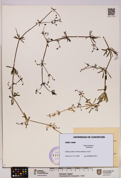 Galium aparine [Espécimen: UDEC:CONC:0115443]