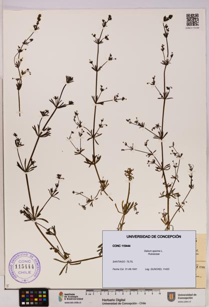 Galium aparine [Espécimen: UDEC:CONC:0115444]
