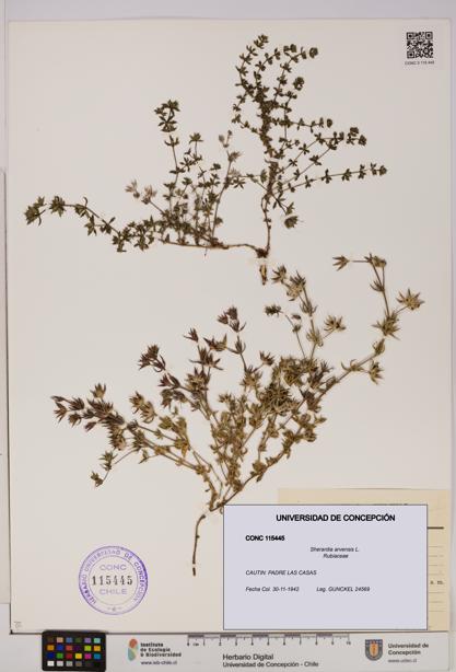 Sherardia arvensis [Espécimen: UDEC:CONC:0115445]