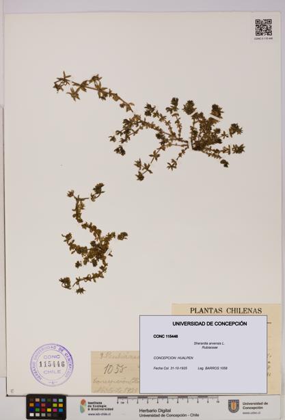 Sherardia arvensis [Espécimen: UDEC:CONC:0115446]